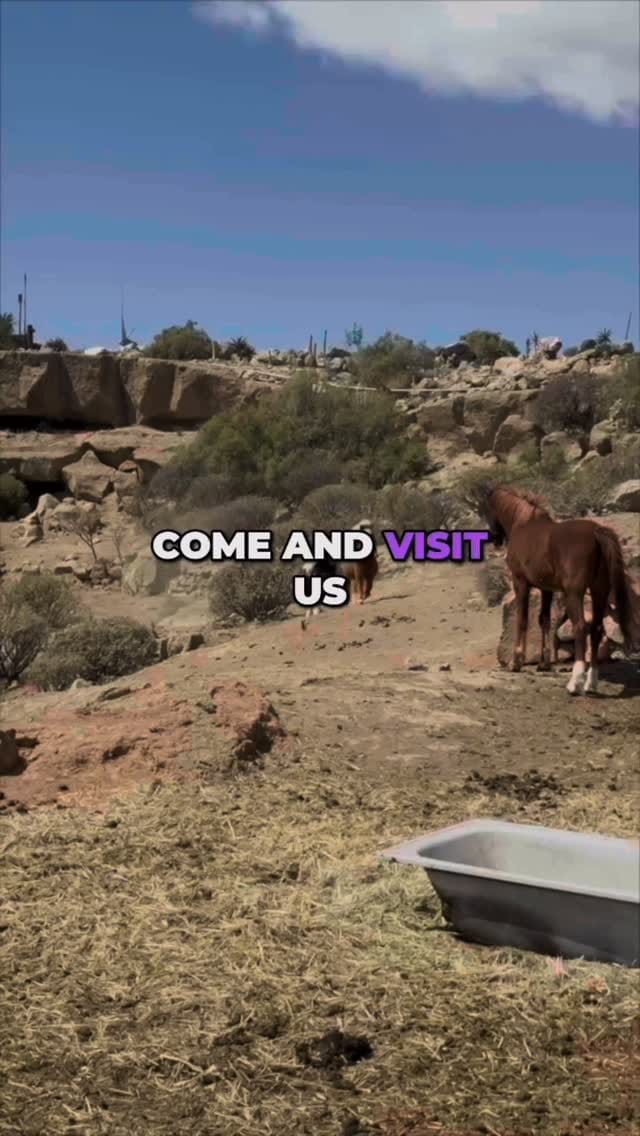 Post 10 by Tenerife Animal Sanctuary on Instagram (video)