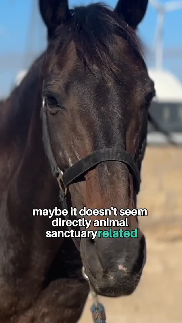 Post 1 by Tenerife Animal Sanctuary on Instagram (video)