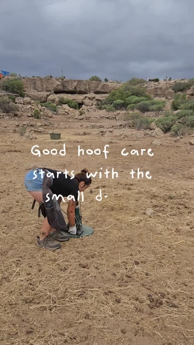 Post 7 by Tenerife Animal Sanctuary on Instagram (video)