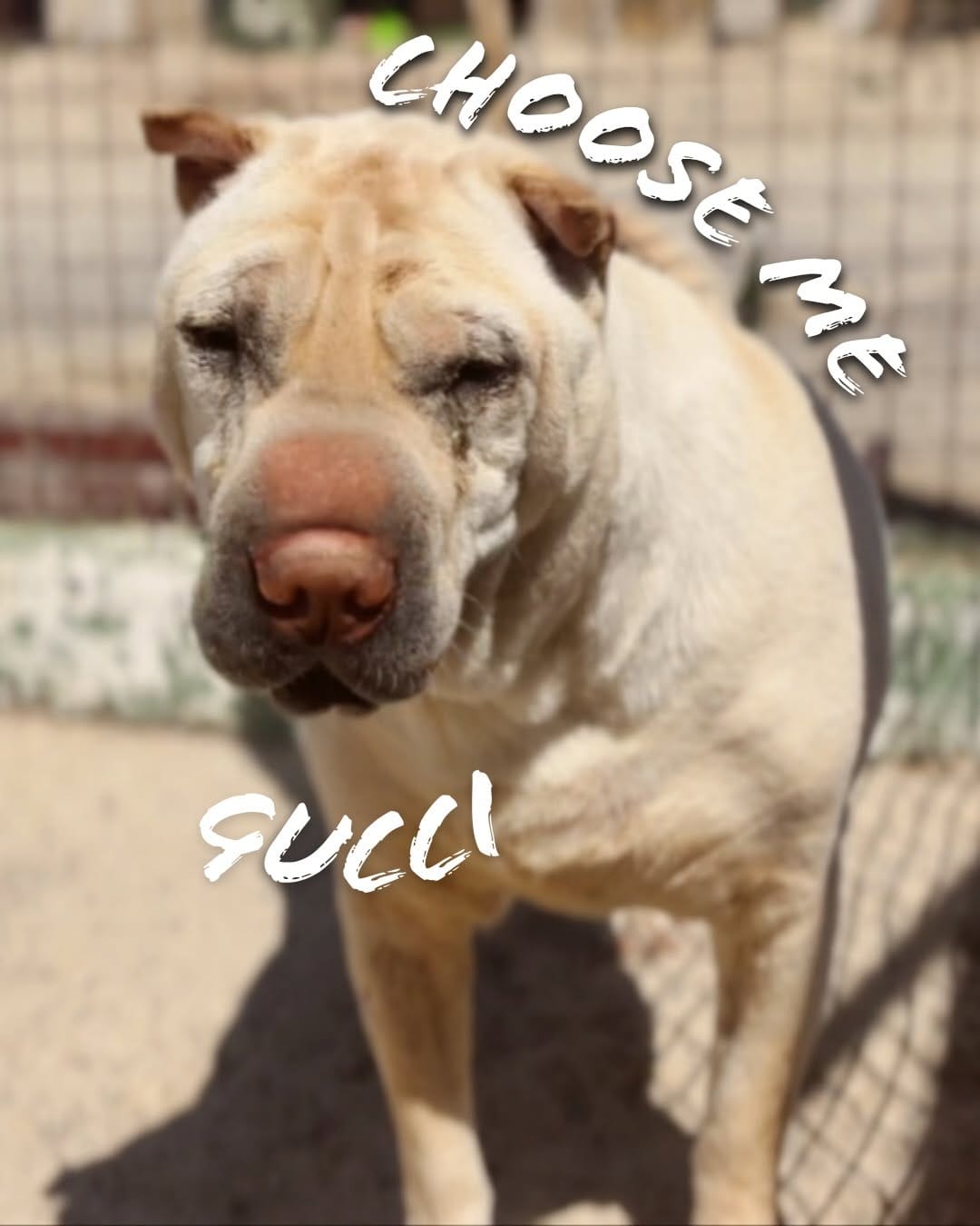 Post 4 by Tenerife Animal Sanctuary on Instagram (carousel)