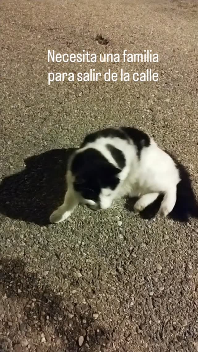 Post 2 by Paticas Ribera Alta del Ebro on Instagram (video)