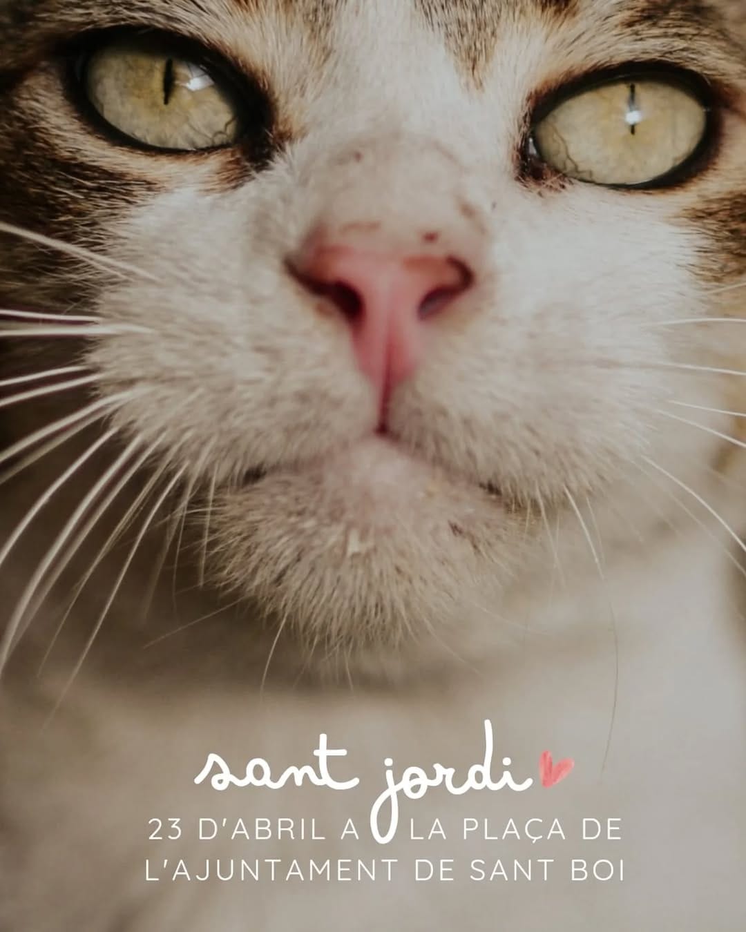 Post 8 by Asociación Encaixant Mons on Instagram (image)