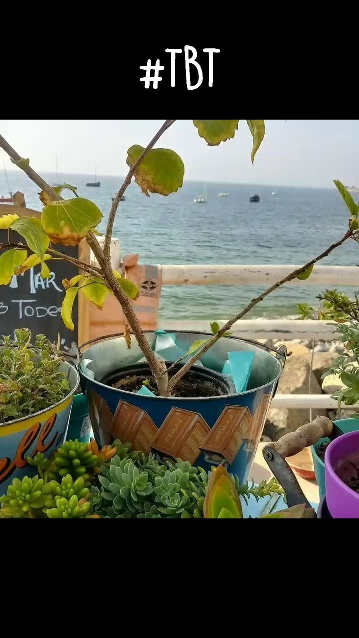 Post 10 by Jesus Manuel Barroeta Perez on Instagram (video)