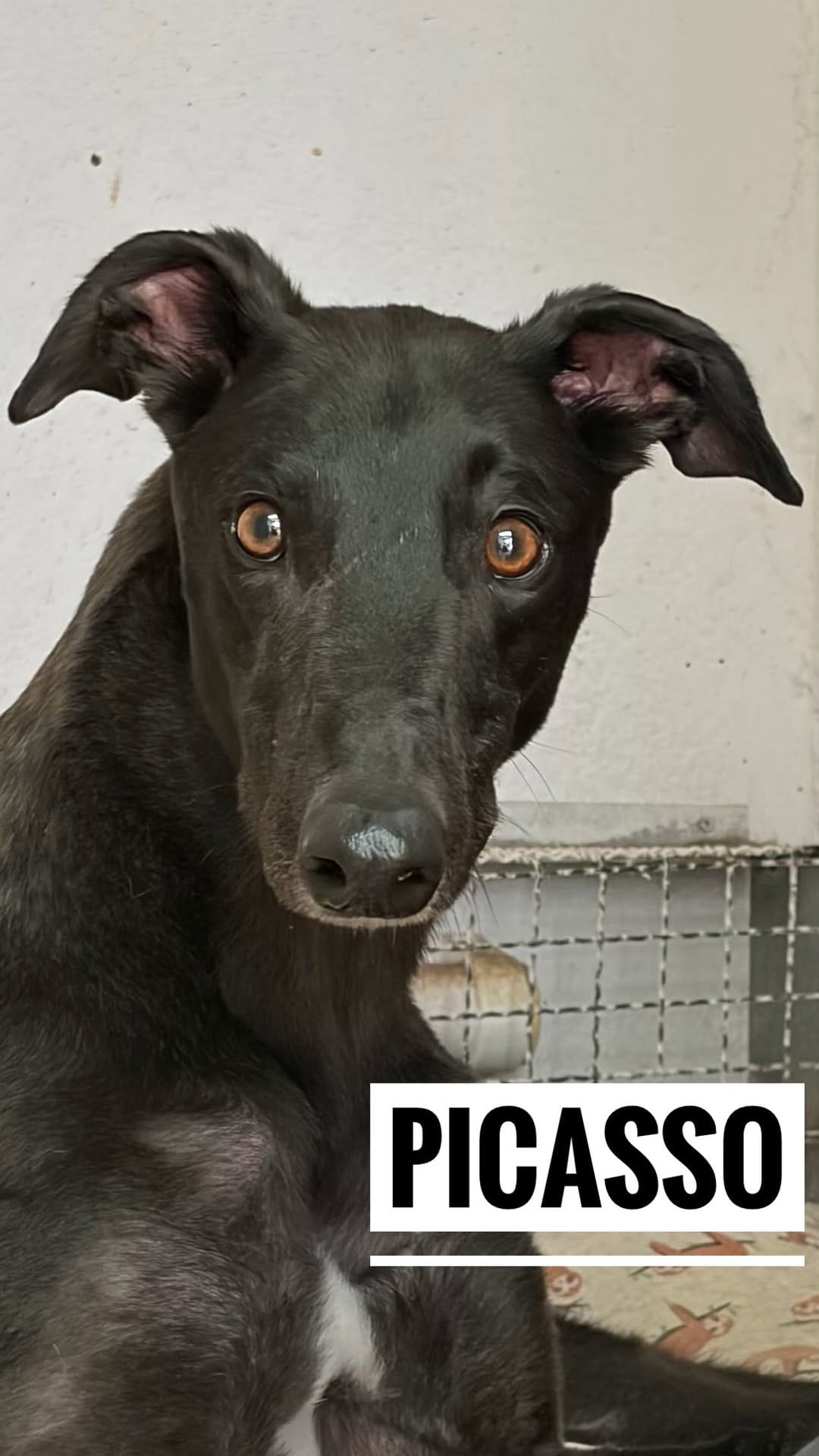 Post 9 by Protectora ADAYRA ADOPCIONES 🐾 on Instagram (video)