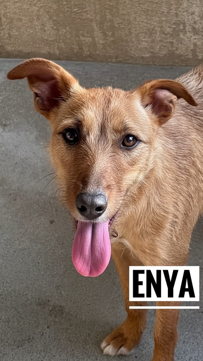 Post 3 by Protectora ADAYRA ADOPCIONES 🐾 on Instagram (video)