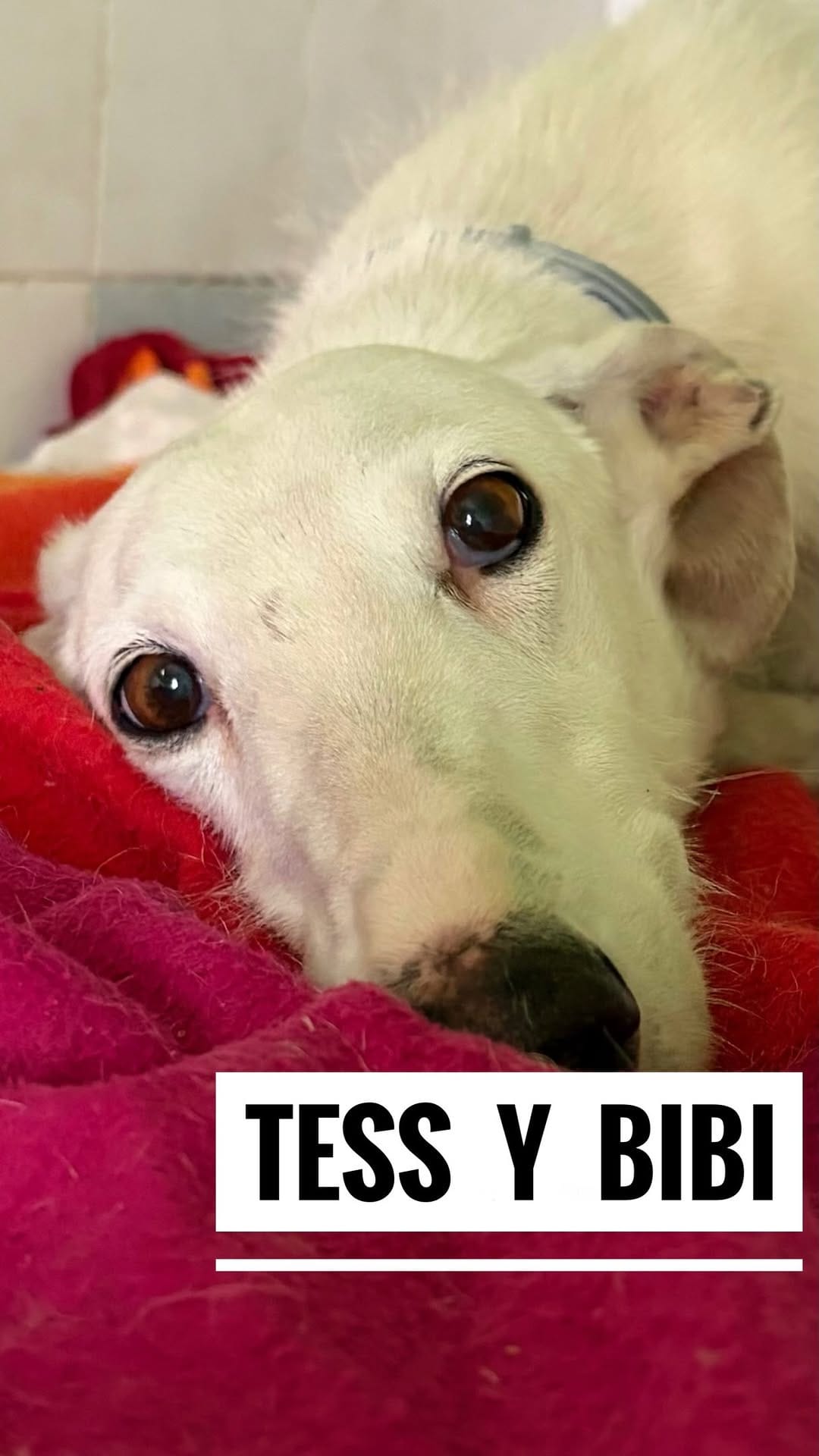Post 8 by Protectora ADAYRA ADOPCIONES 🐾 on Instagram (video)