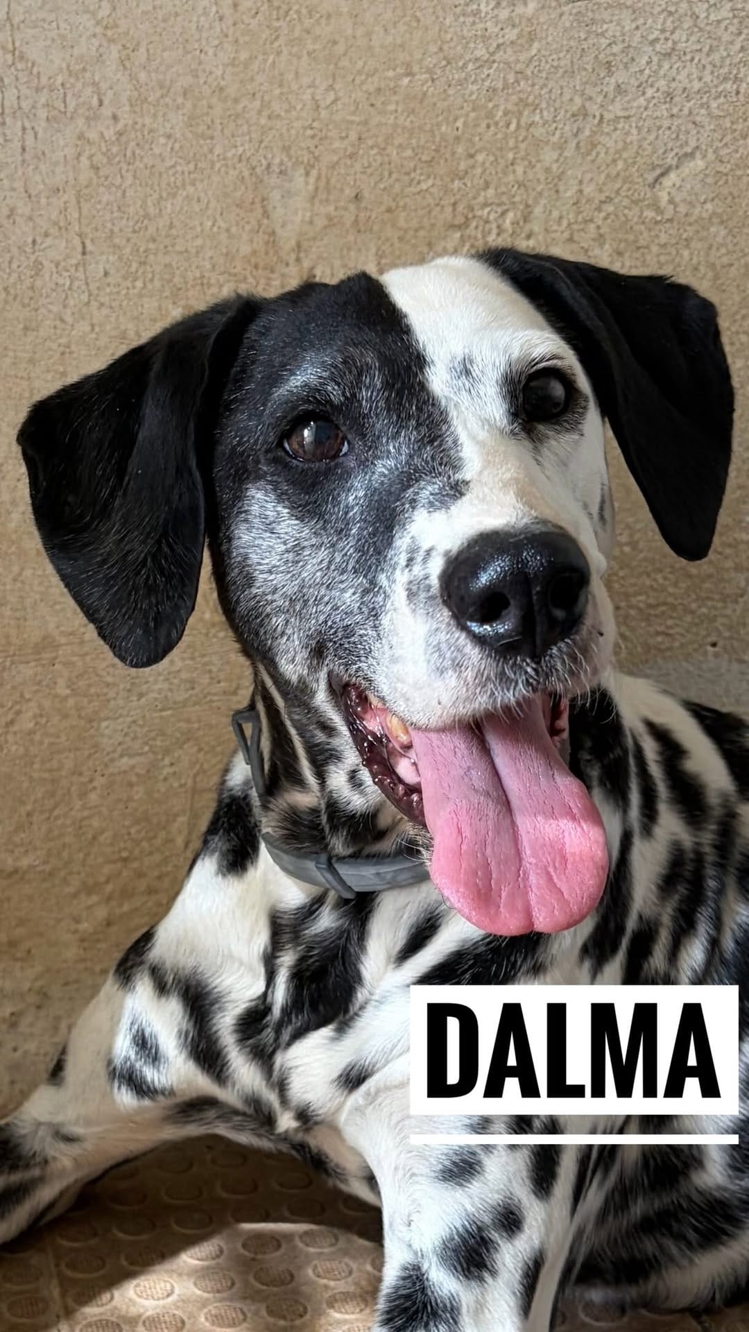 Post 4 by Protectora ADAYRA ADOPCIONES 🐾 on Instagram (video)