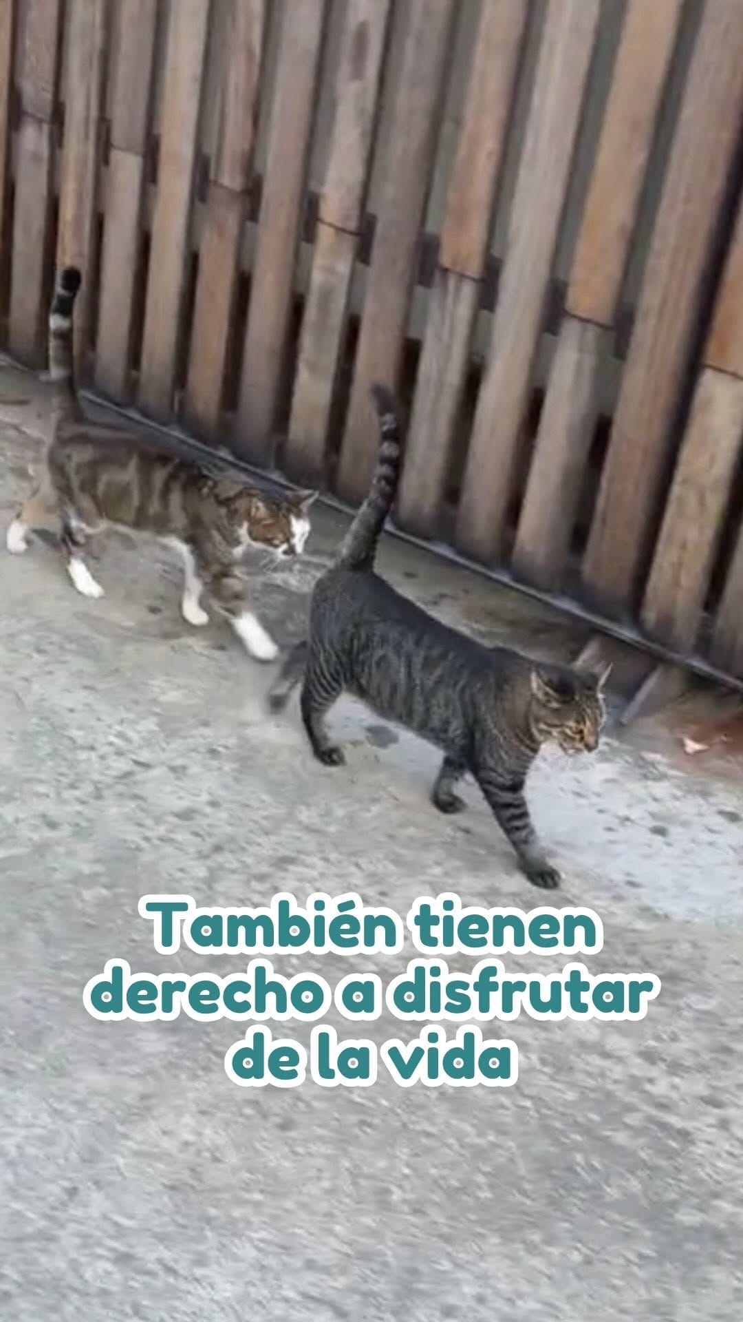 Post 6 by Fundació Silvestre on Instagram (video)