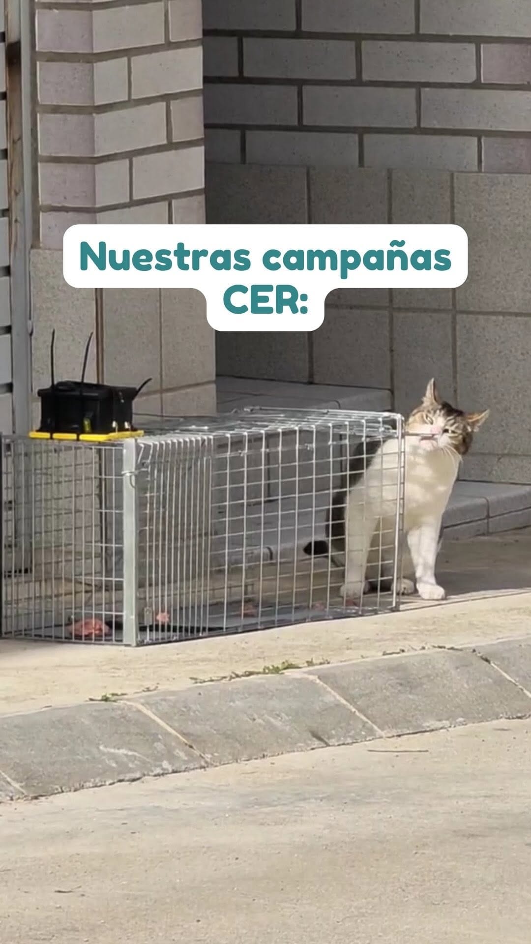 Post 3 by Fundació Silvestre on Instagram (video)