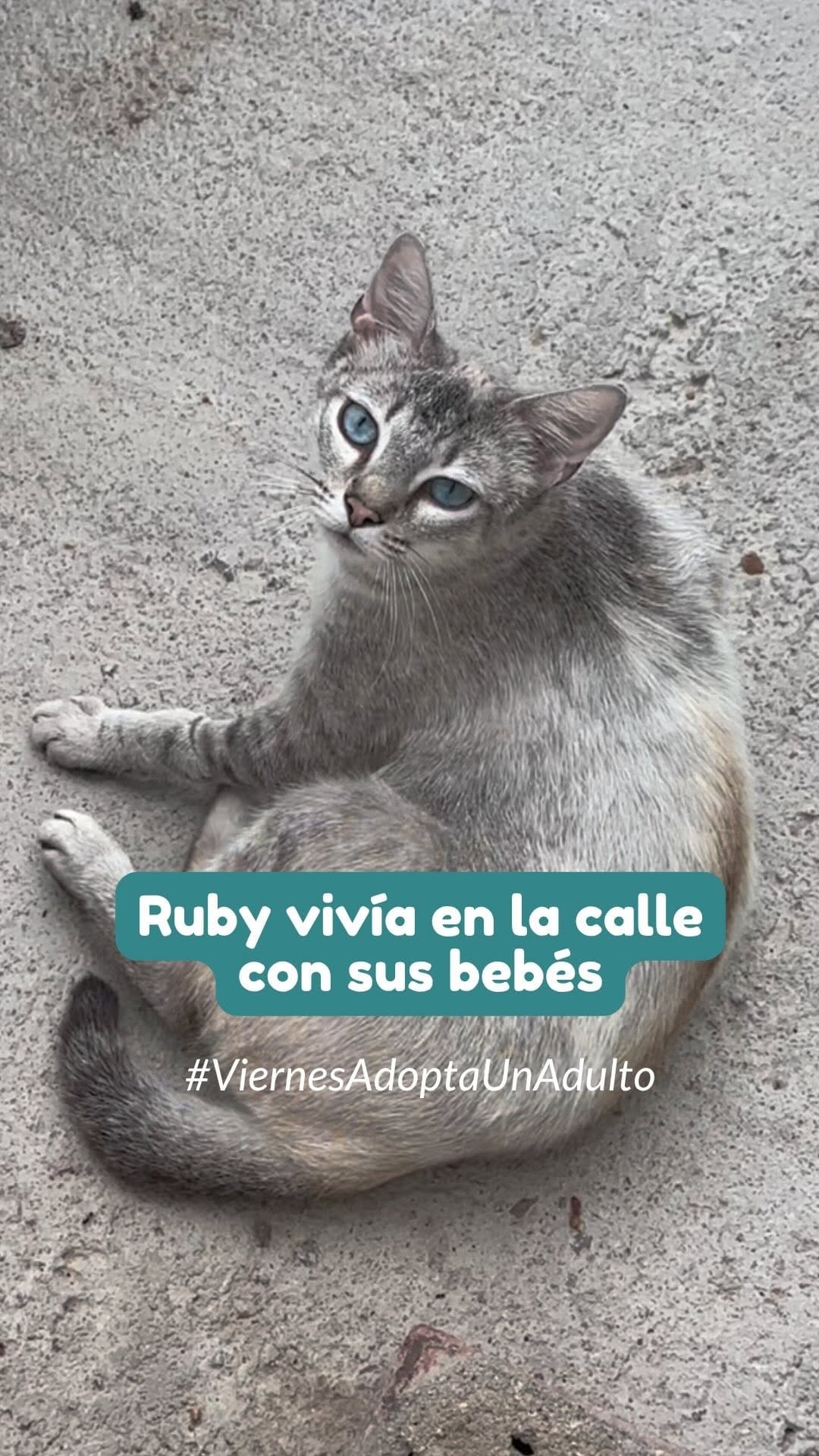 Post 1 by Fundació Silvestre on Instagram (video)