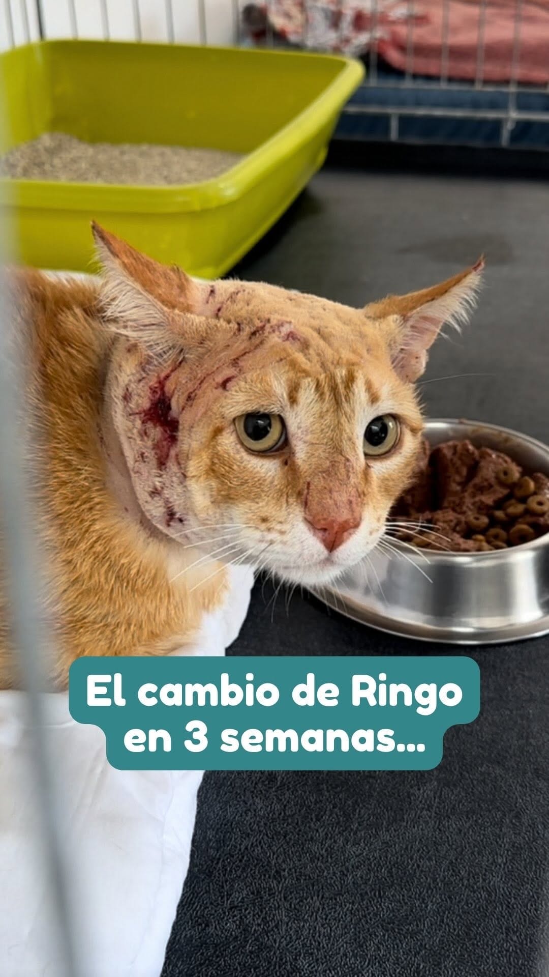 Post 2 by Fundació Silvestre on Instagram (video)