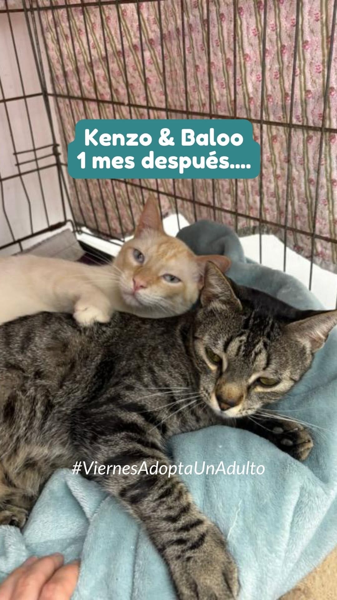 Post 4 by Fundació Silvestre on Instagram (video)