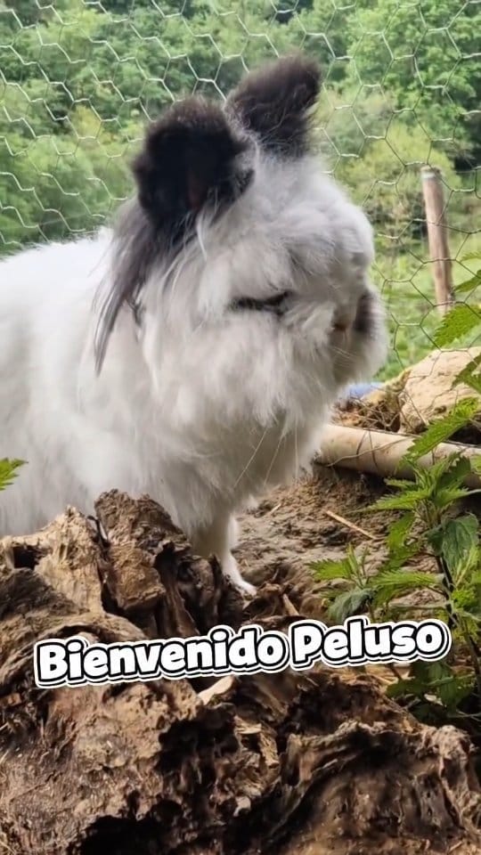 Post 4 by Santuario Corazón Verde on Instagram (video)