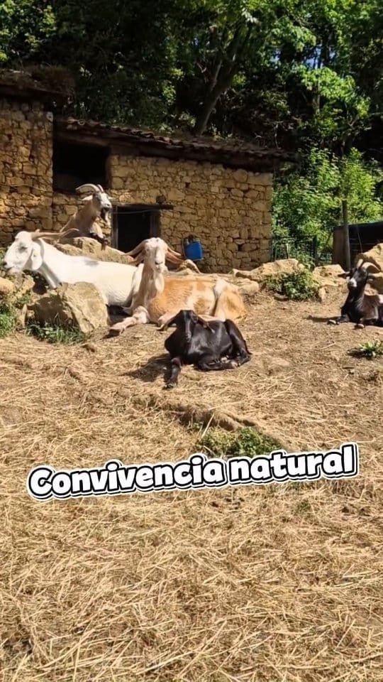 Post 3 by Santuario Corazón Verde on Instagram (video)