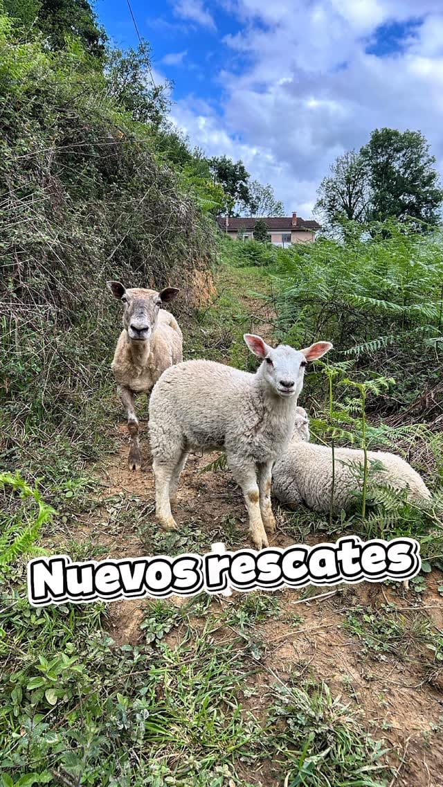 Post 6 by Santuario Corazón Verde on Instagram (video)