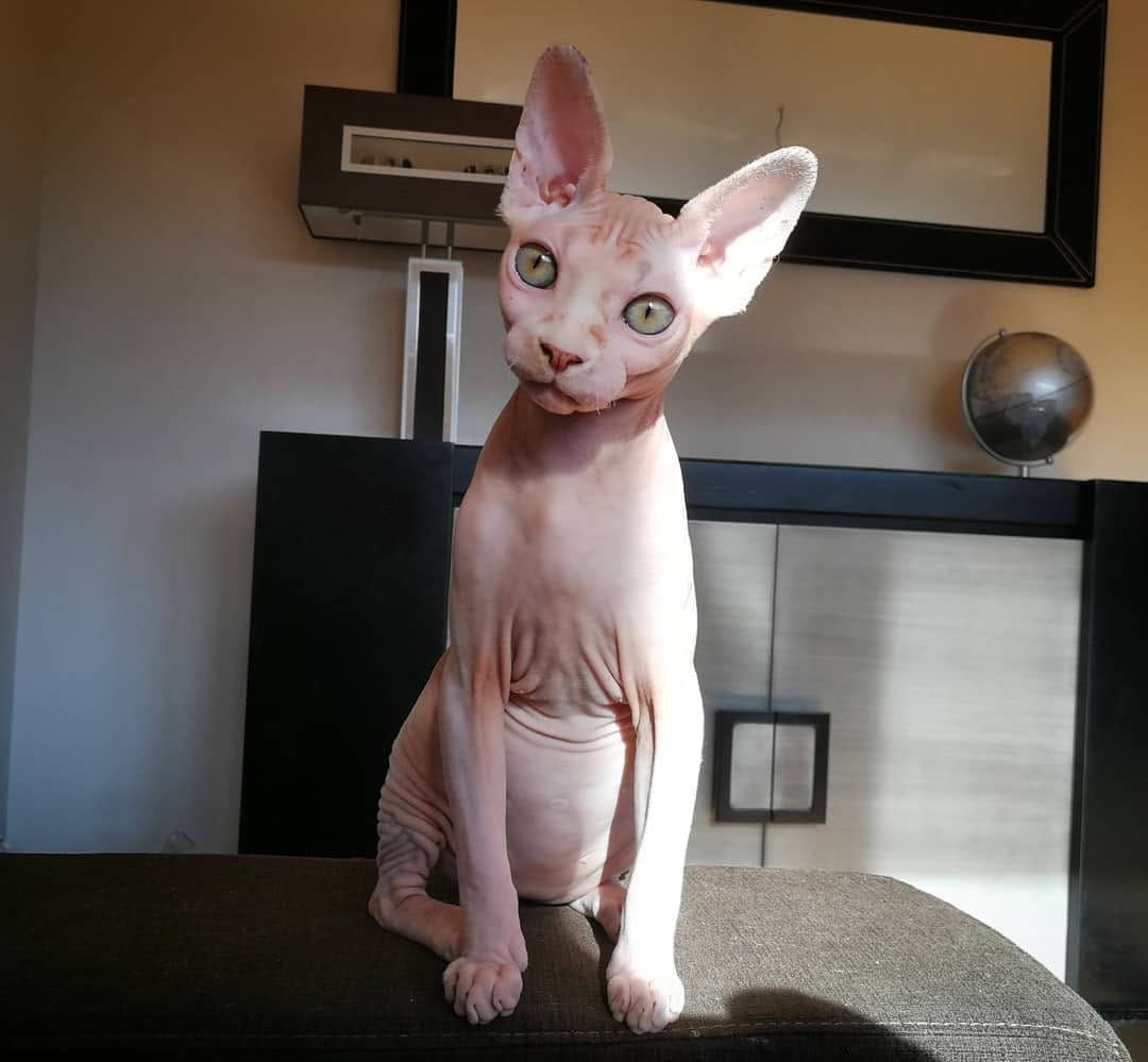 Post 7 by dobby and leo on Instagram (image)