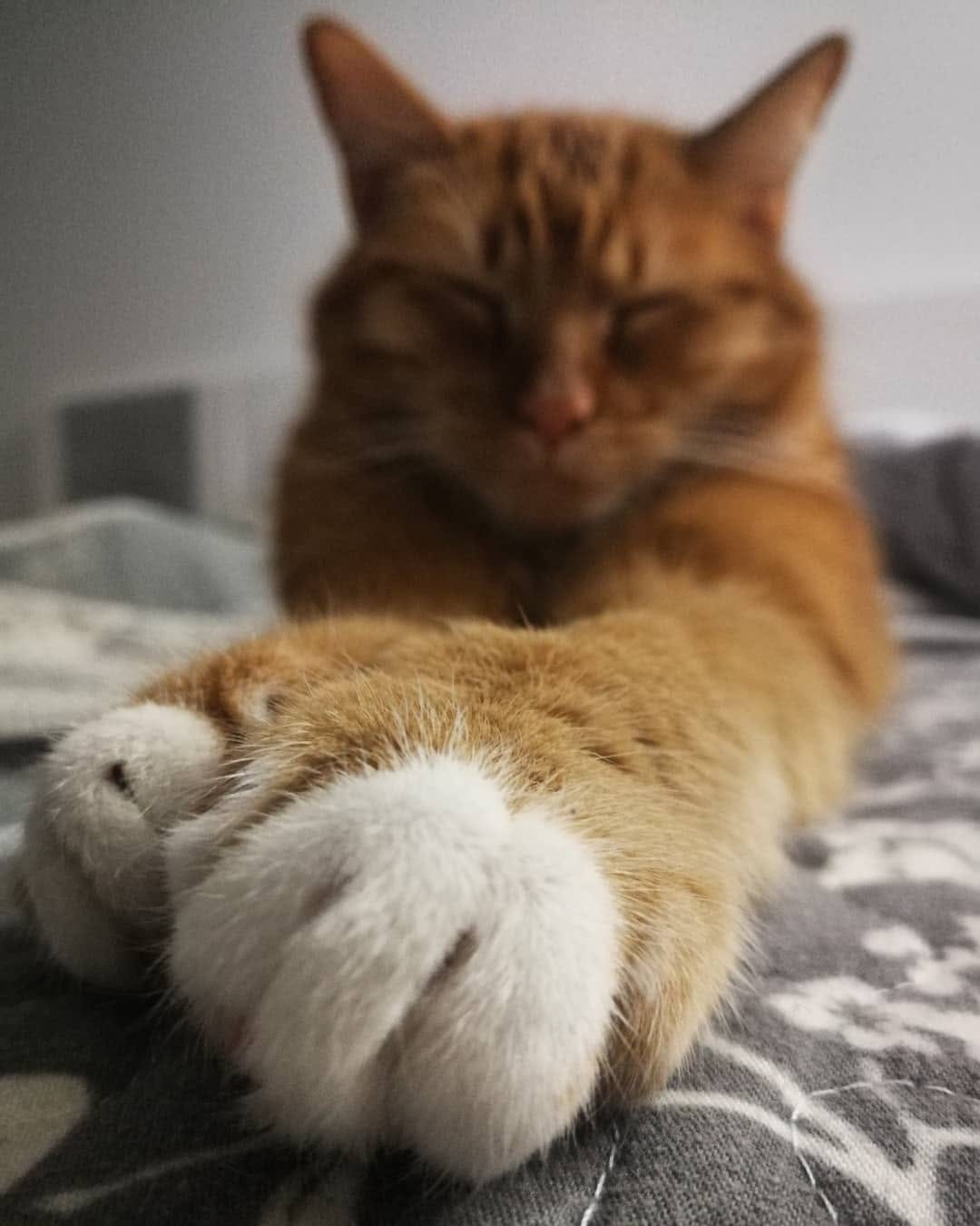 Post 6 by dobby and leo on Instagram (image)