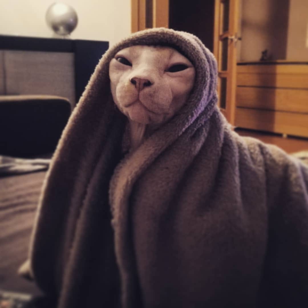 Post 4 by dobby and leo on Instagram (image)