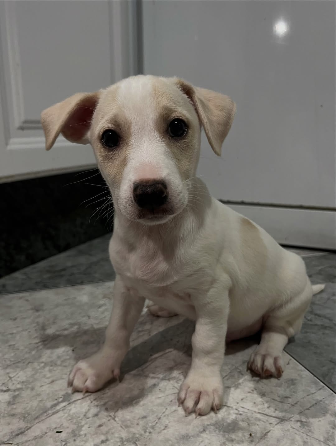 Post 7 by Acogiendo.Peludos on Instagram (carousel)