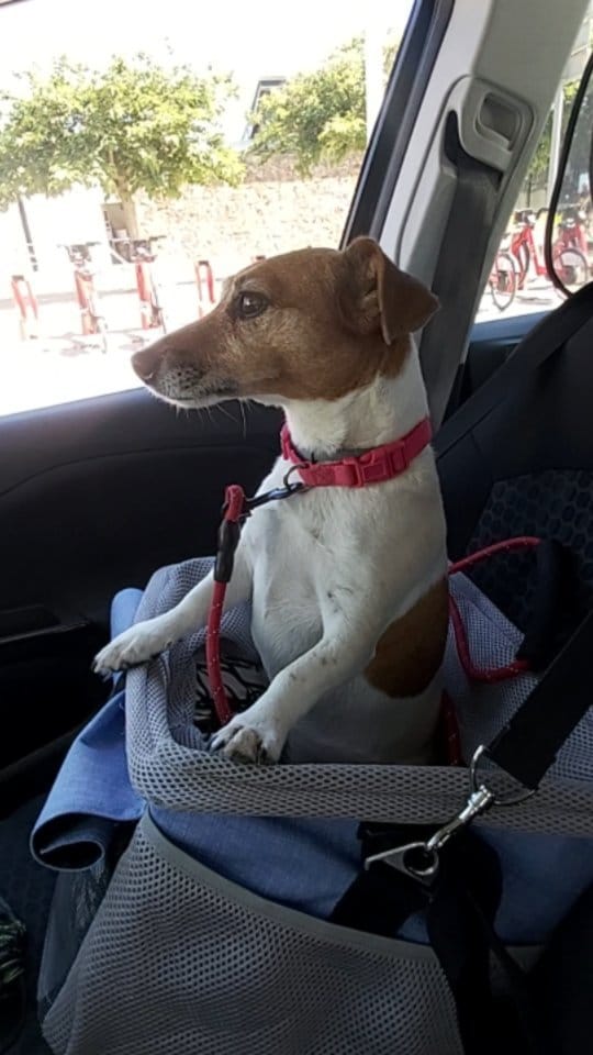 Post 10 by 🐾💖  LACKY  💗🐾 on Instagram (video)