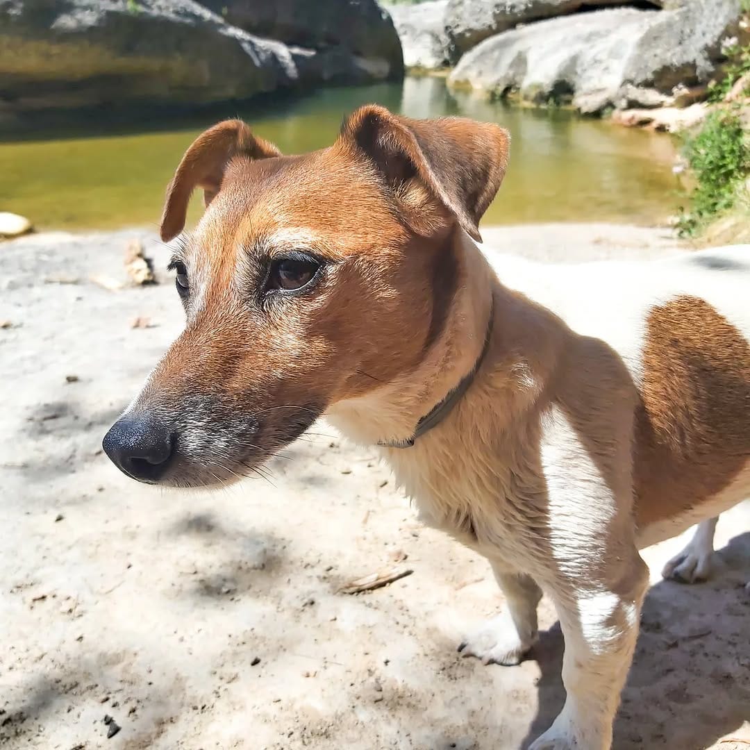 Post 9 by 🐾💖  LACKY  💗🐾 on Instagram (image)