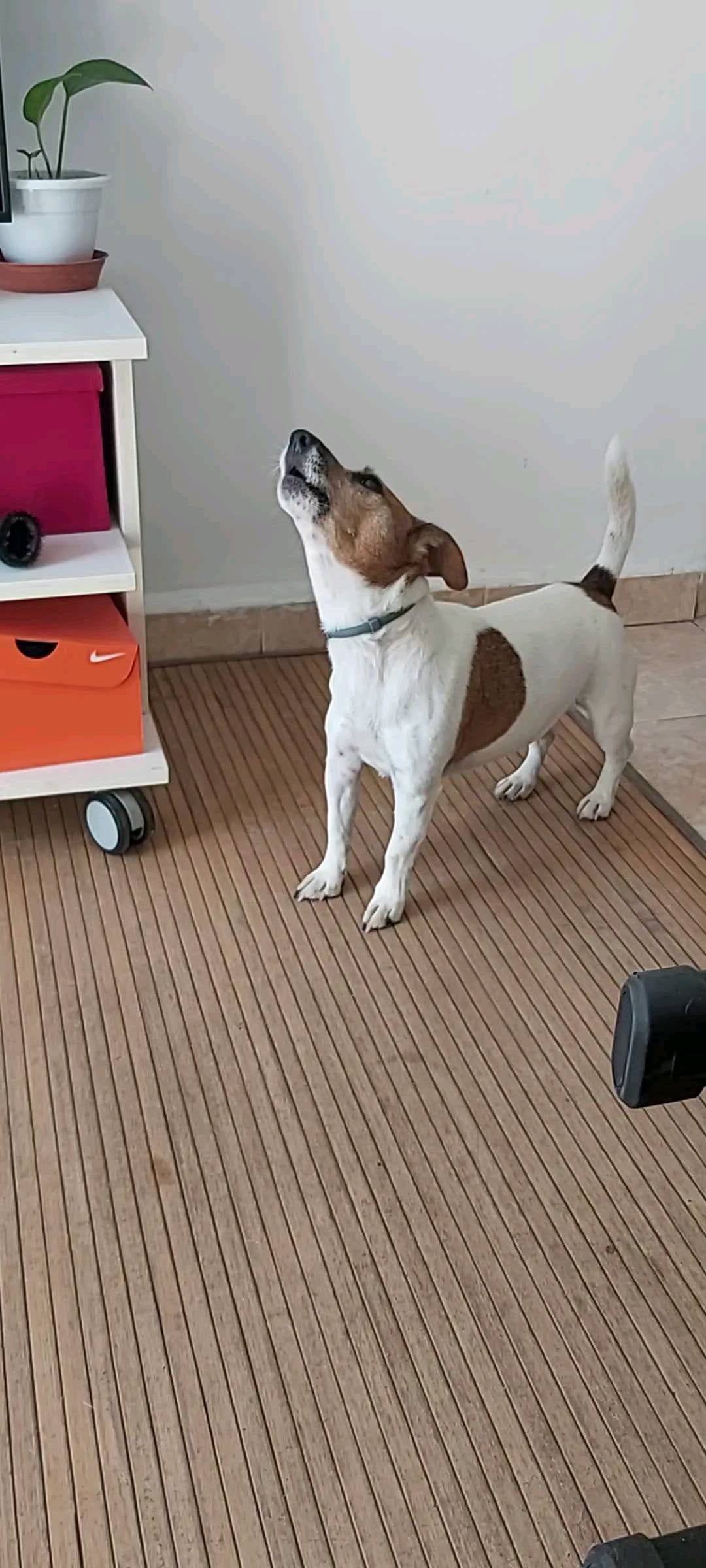 Post 3 by 🐾💖  LACKY  💗🐾 on Instagram (video)