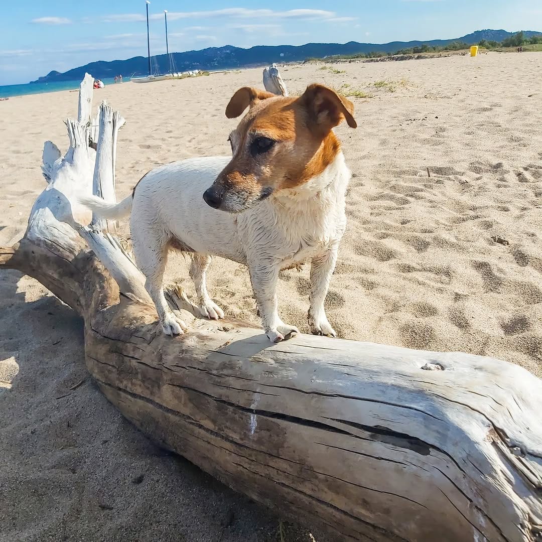 Post 8 by 🐾💖  LACKY  💗🐾 on Instagram (image)