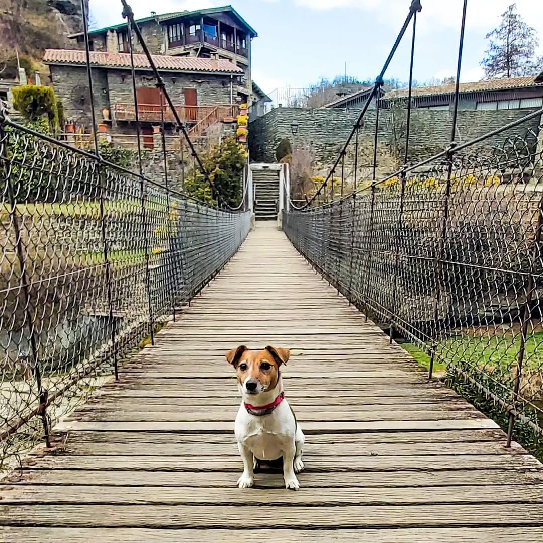 Post 4 by 🐾💖  LACKY  💗🐾 on Instagram (image)