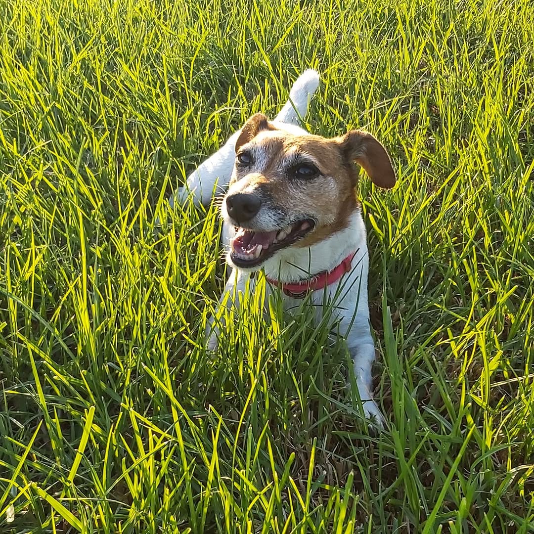 Post 5 by 🐾💖  LACKY  💗🐾 on Instagram (image)