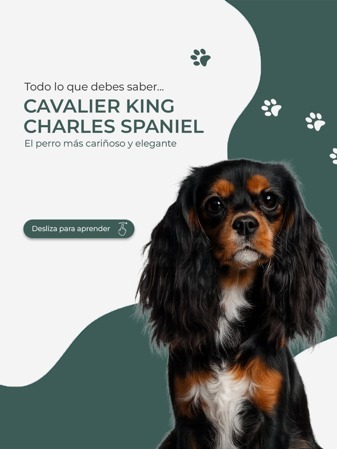 Post 3 by UpDog | Cuidado Integral Canino on Instagram (carousel)