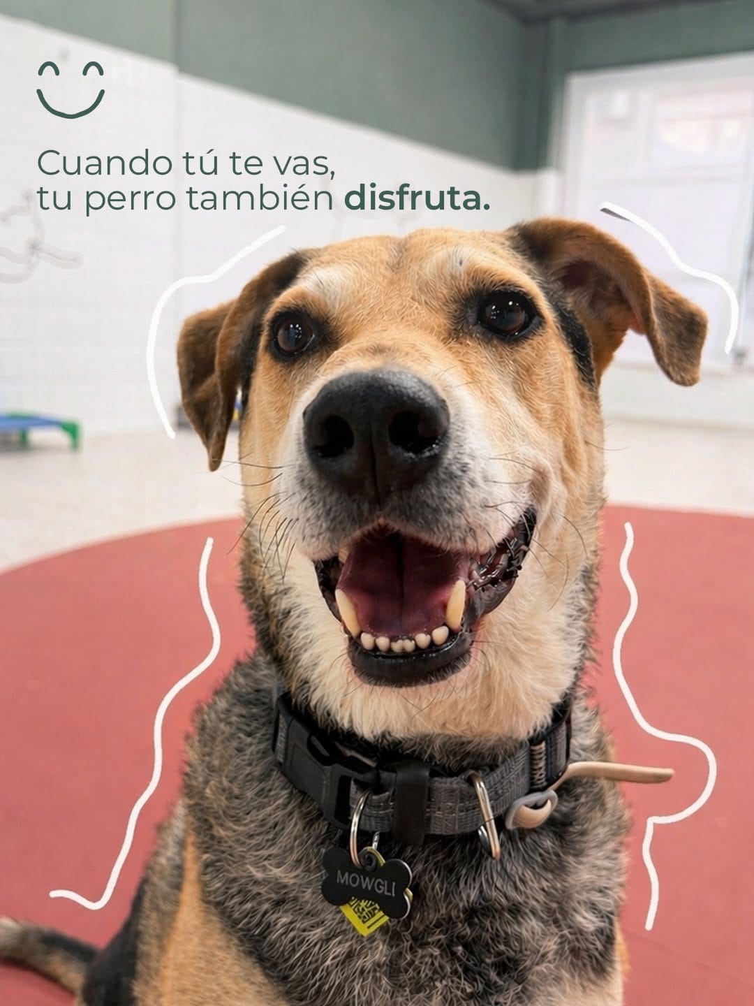 Post 9 by UpDog | Cuidado Integral Canino on Instagram (carousel)