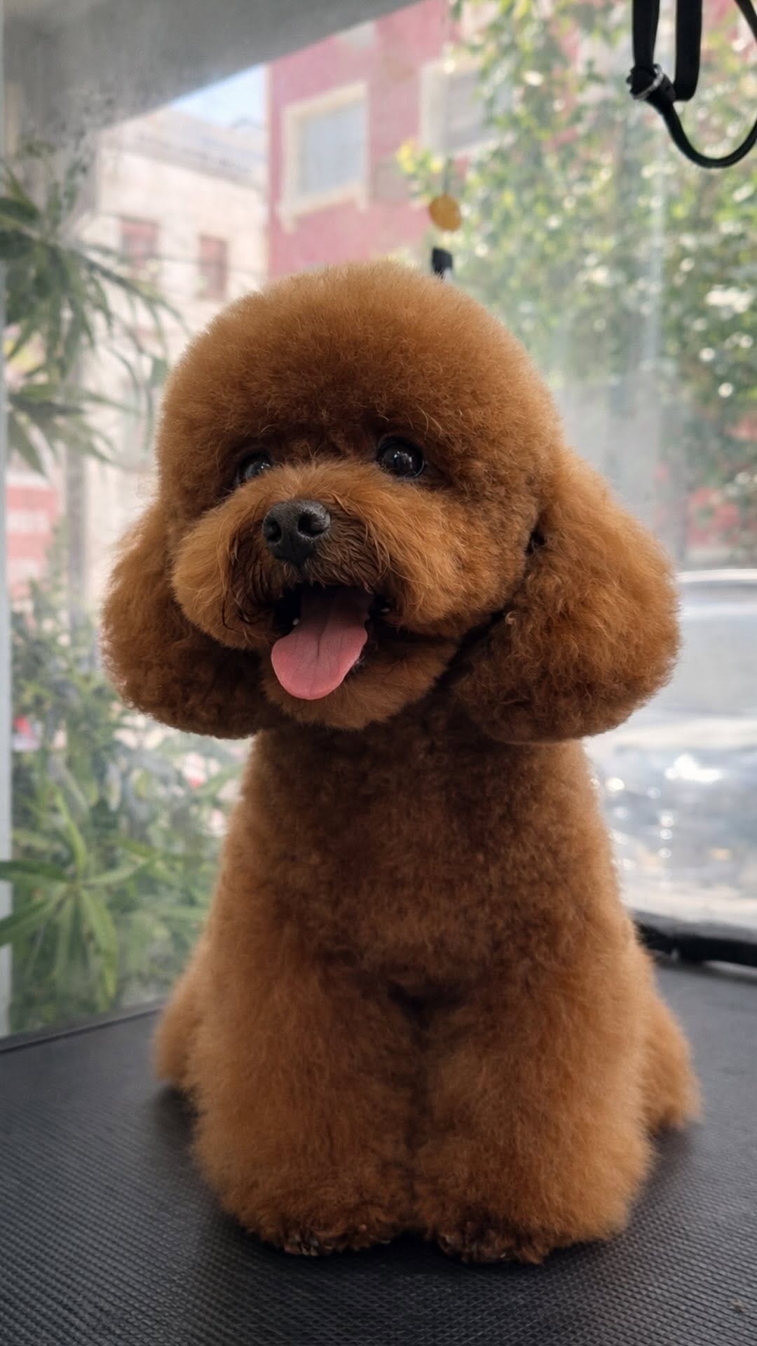 Post 6 by UpDog | Cuidado Integral Canino on Instagram (video)