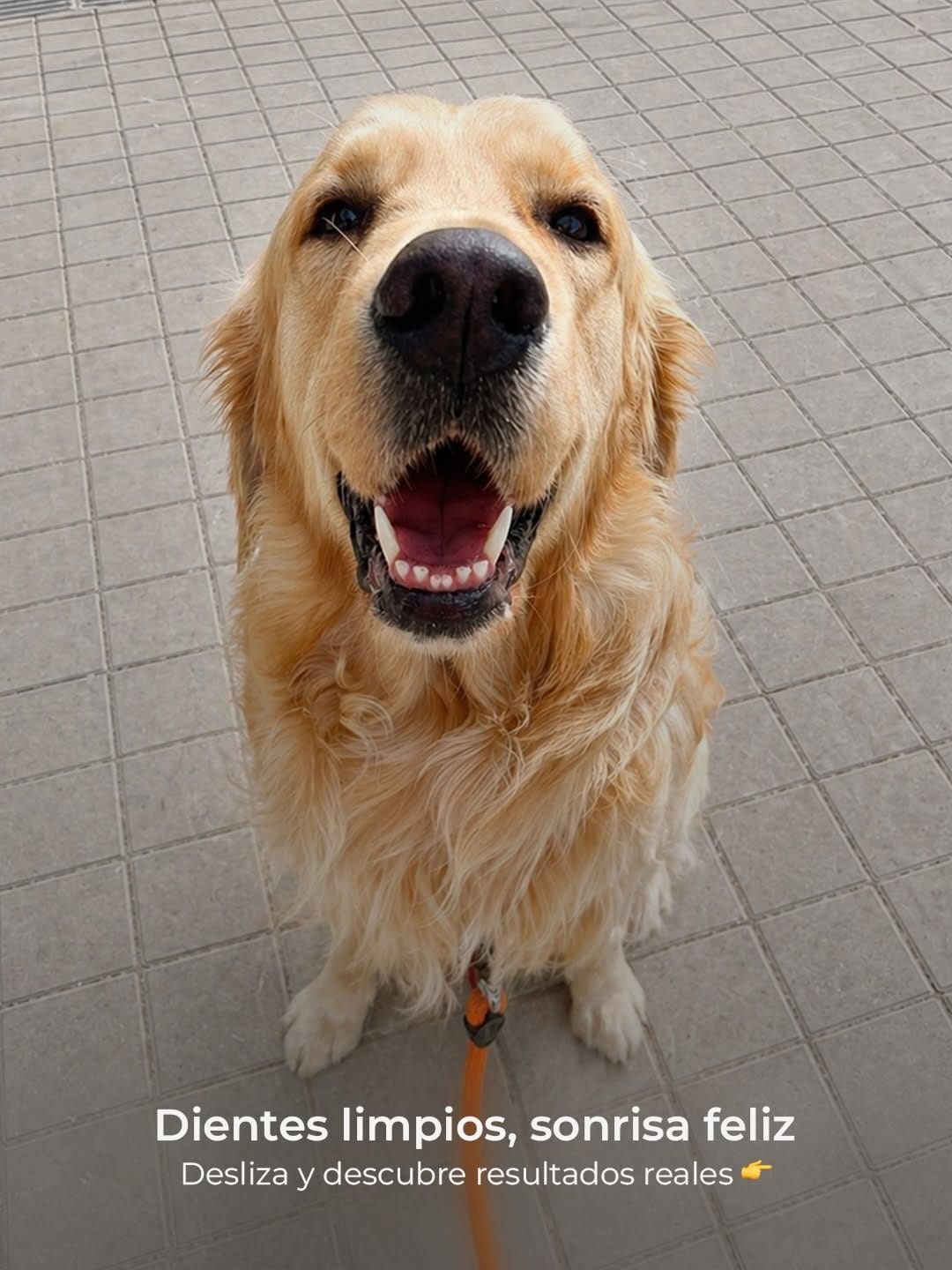 Post 5 by UpDog | Cuidado Integral Canino on Instagram (carousel)