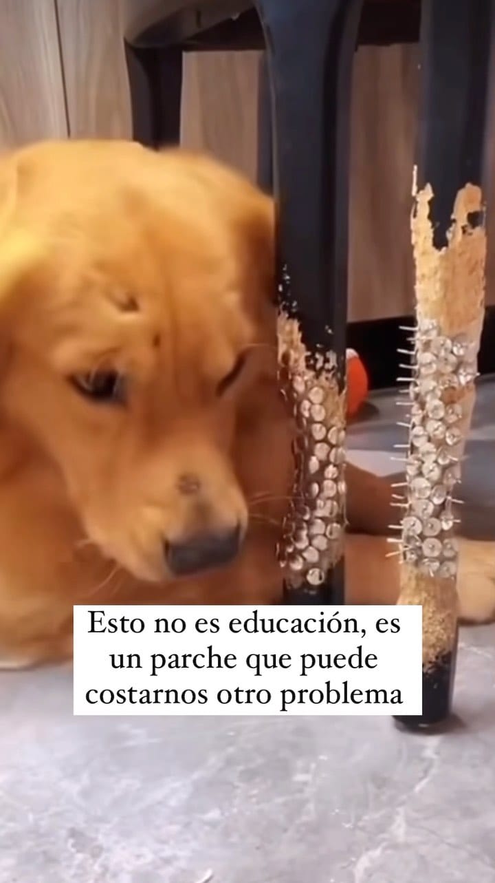 Post 3 by Educación canina respetuosa e IAA on Instagram (video)