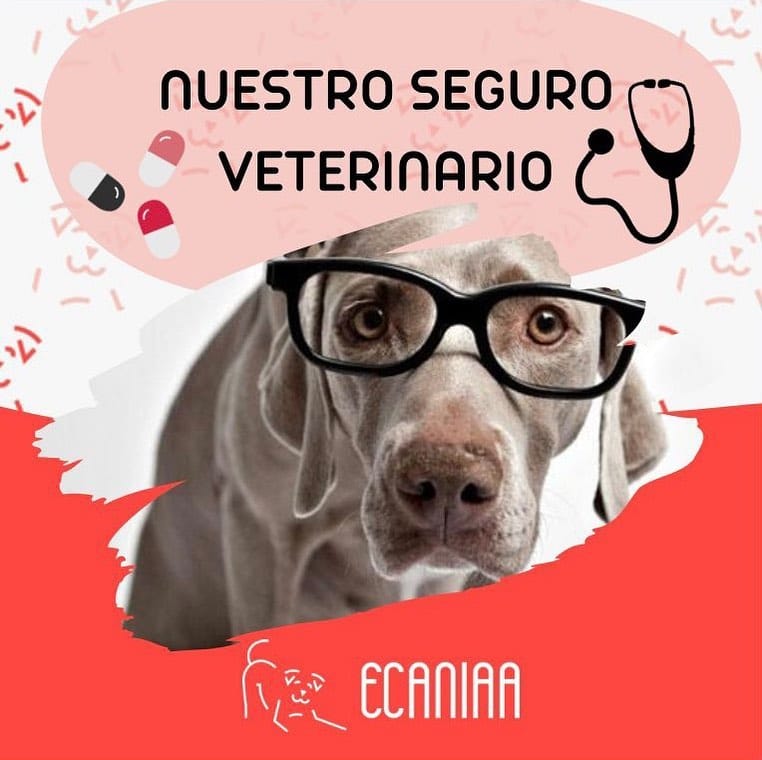 Post 8 by Educación canina respetuosa e IAA on Instagram (carousel)
