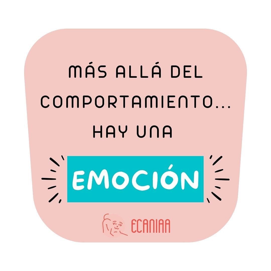 Post 2 by Educación canina respetuosa e IAA on Instagram (carousel)