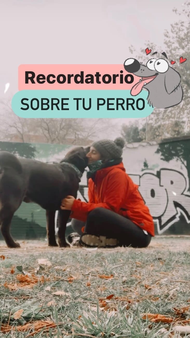 Post 6 by Educación canina respetuosa e IAA on Instagram (video)