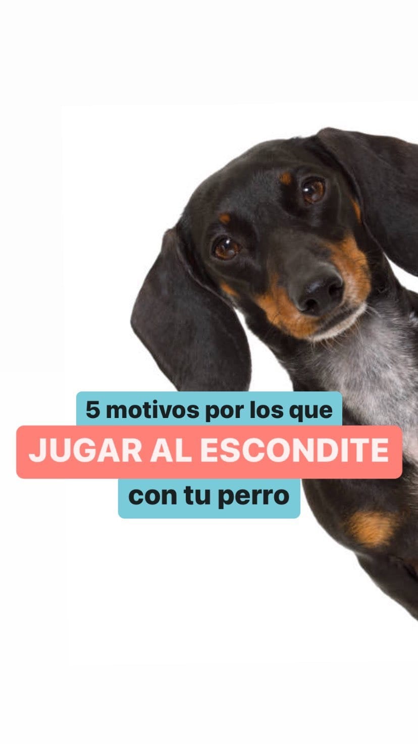 Post 9 by Educación canina respetuosa e IAA on Instagram (video)