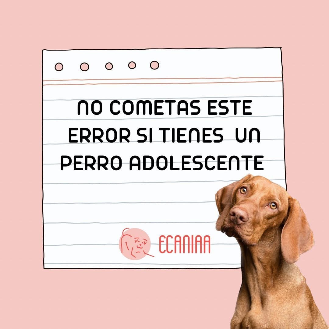 Post 4 by Educación canina respetuosa e IAA on Instagram (carousel)