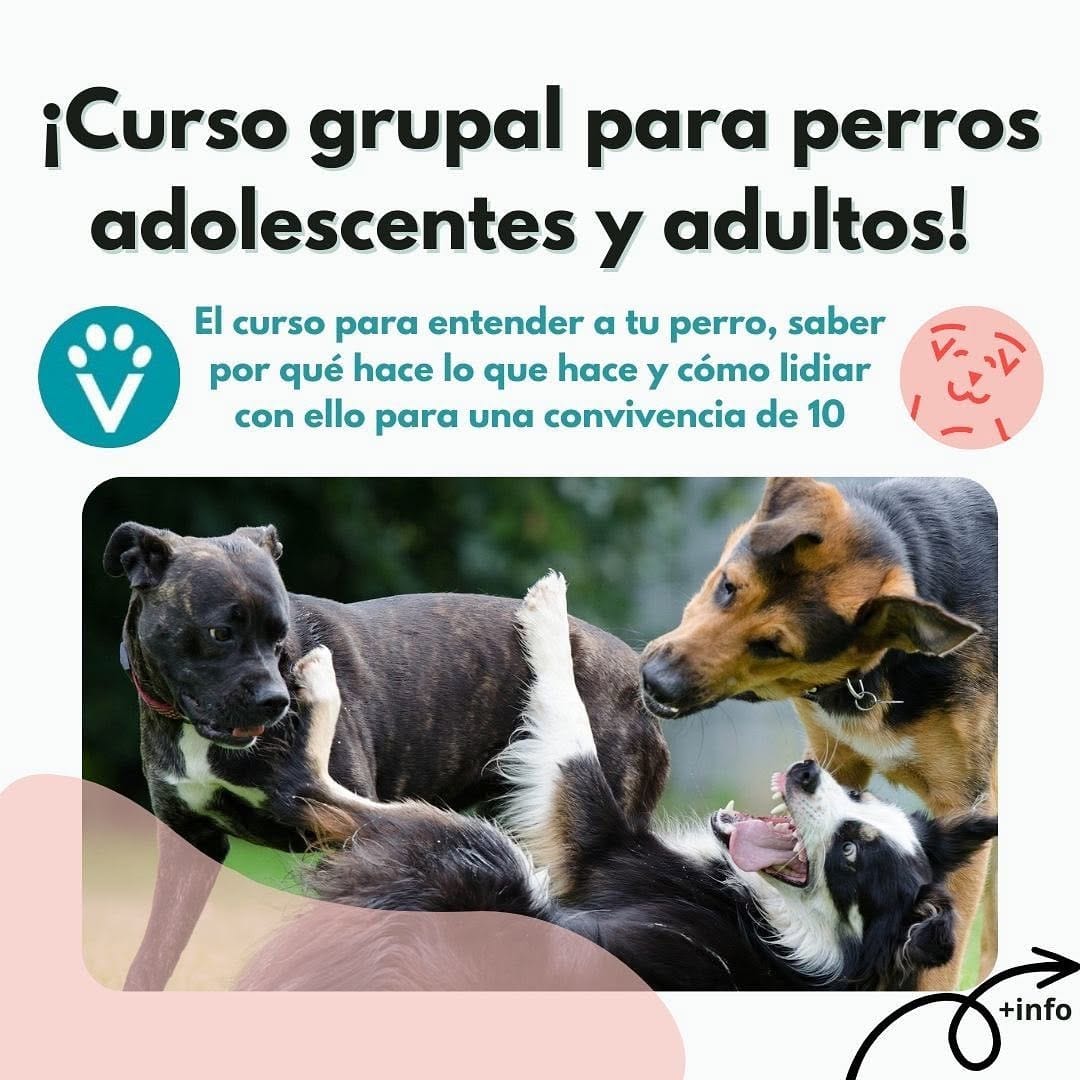 Post 7 by Educación canina respetuosa e IAA on Instagram (carousel)