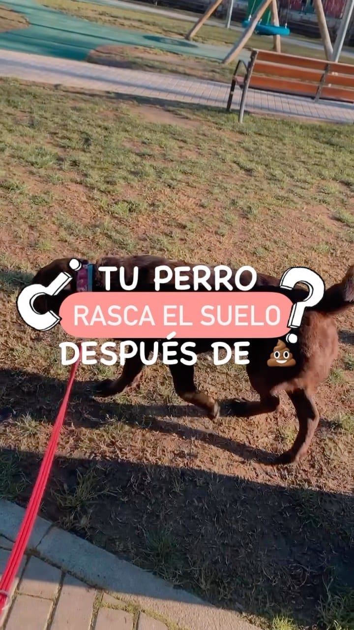 Post 5 by Educación canina respetuosa e IAA on Instagram (video)