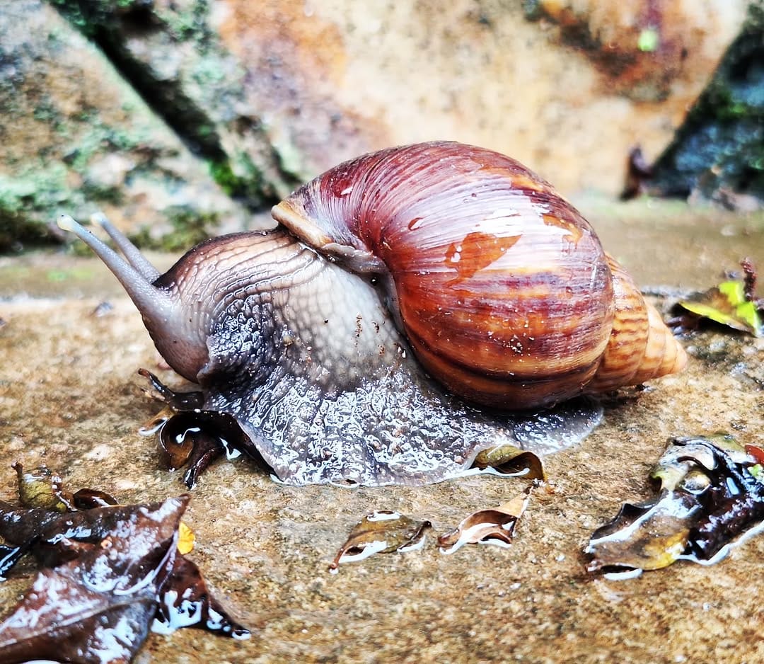 Post 1 by Dr. Oscar Cabezón on Instagram (image)