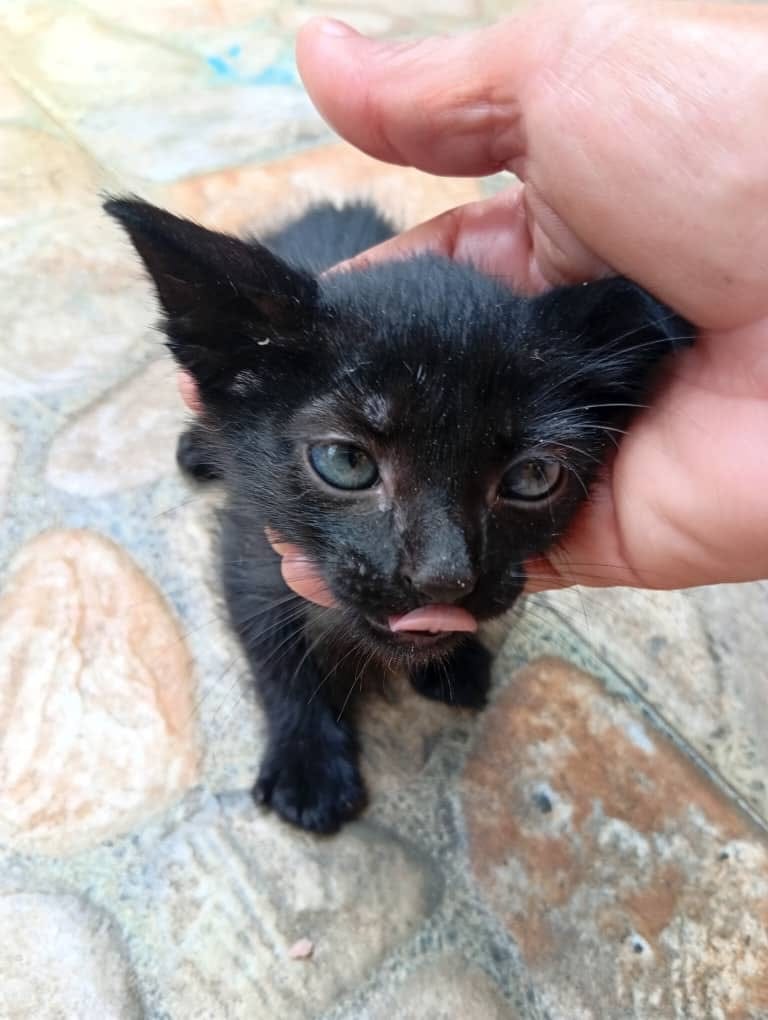 Post 3 by Adopta un gato en Valencia, Venezuela on Instagram (carousel)