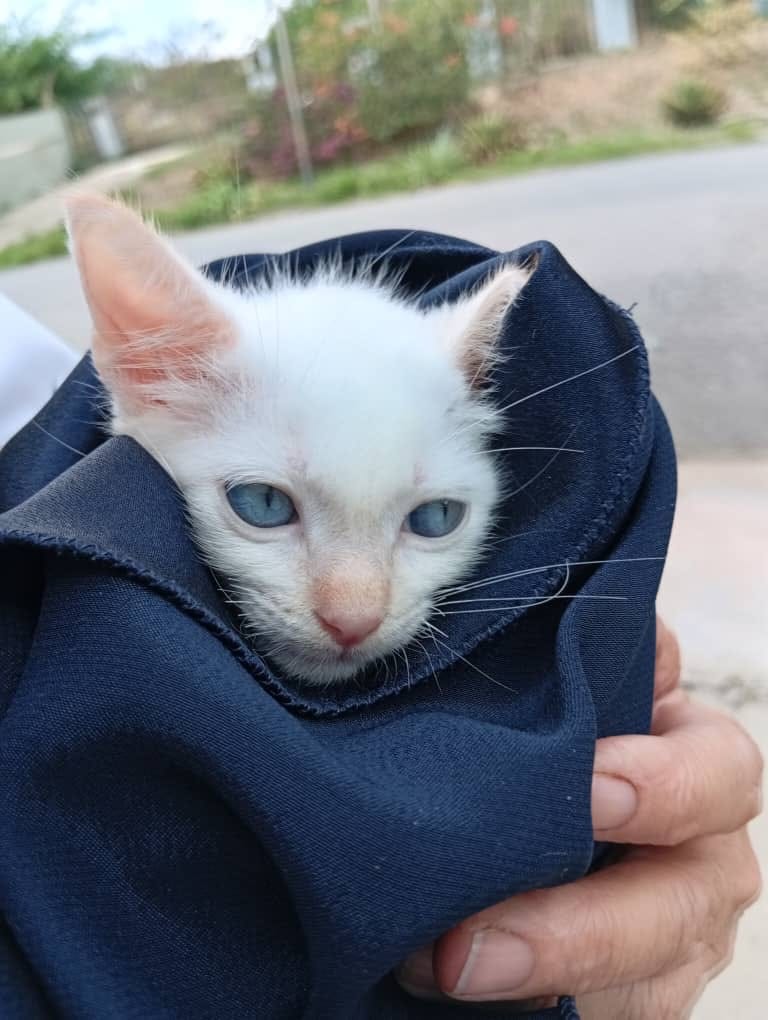 Post 2 by Adopta un gato en Valencia, Venezuela on Instagram (carousel)