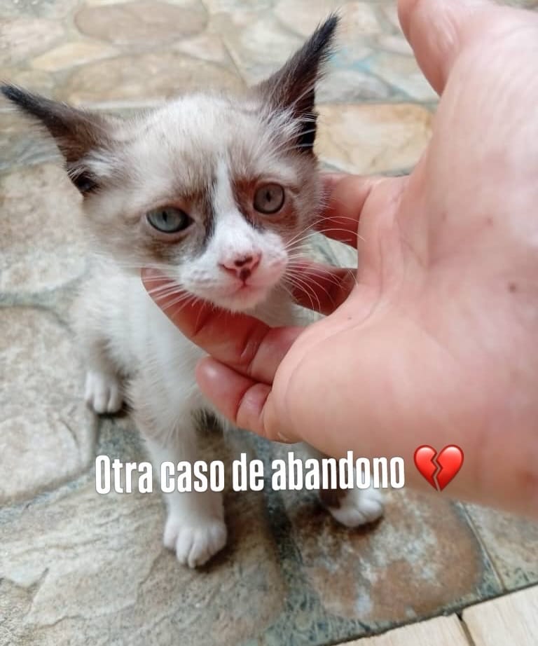 Post 5 by Adopta un gato en Valencia, Venezuela on Instagram (carousel)