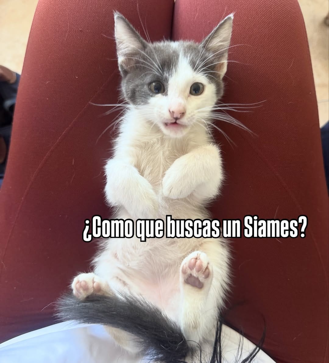 Post 4 by Adopta un gato en Valencia, Venezuela on Instagram (carousel)