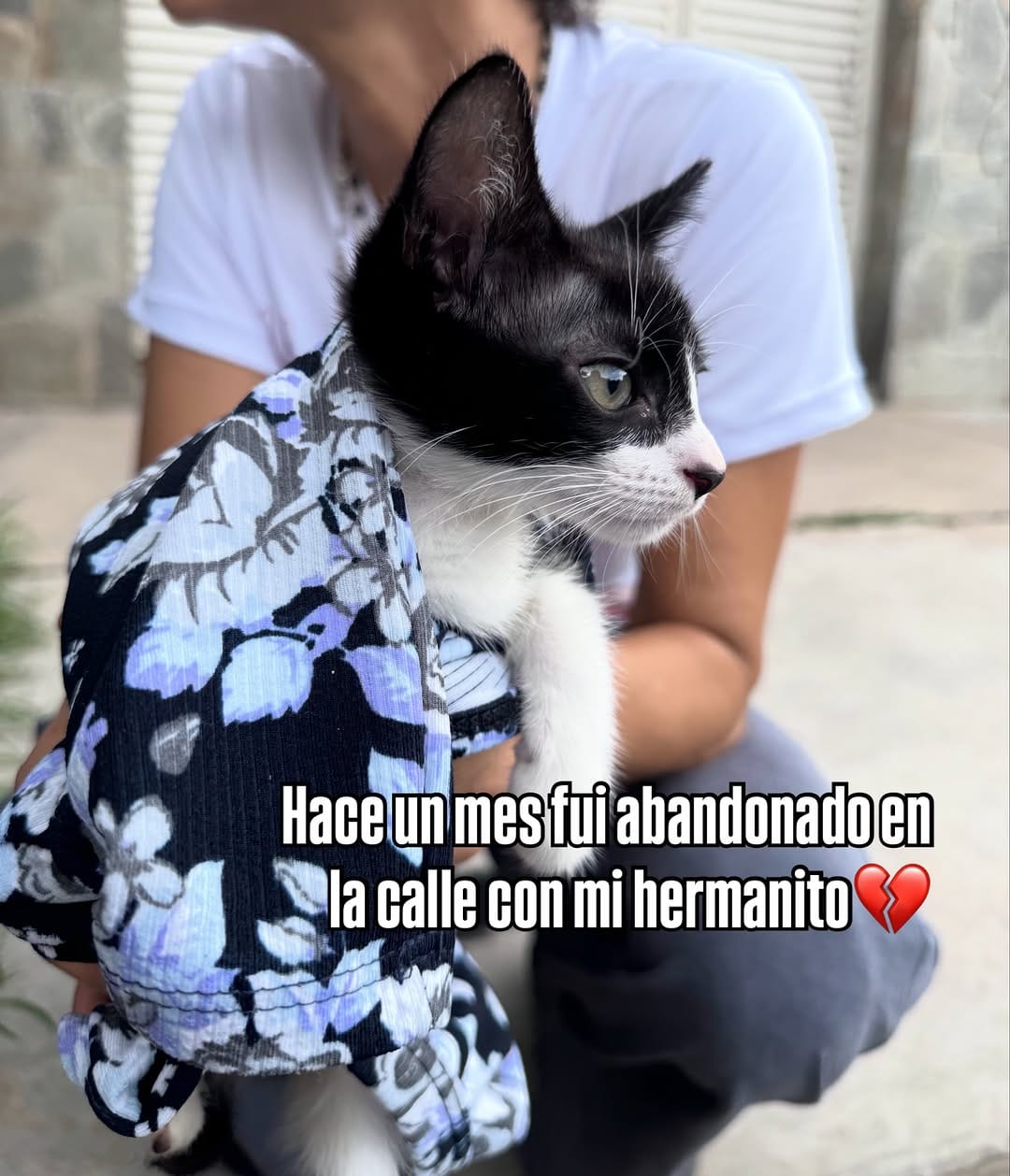 Post 7 by Adopta un gato en Valencia, Venezuela on Instagram (carousel)