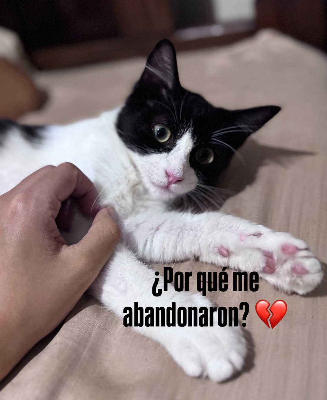 Post 9 by Adopta un gato en Valencia, Venezuela on Instagram (carousel)