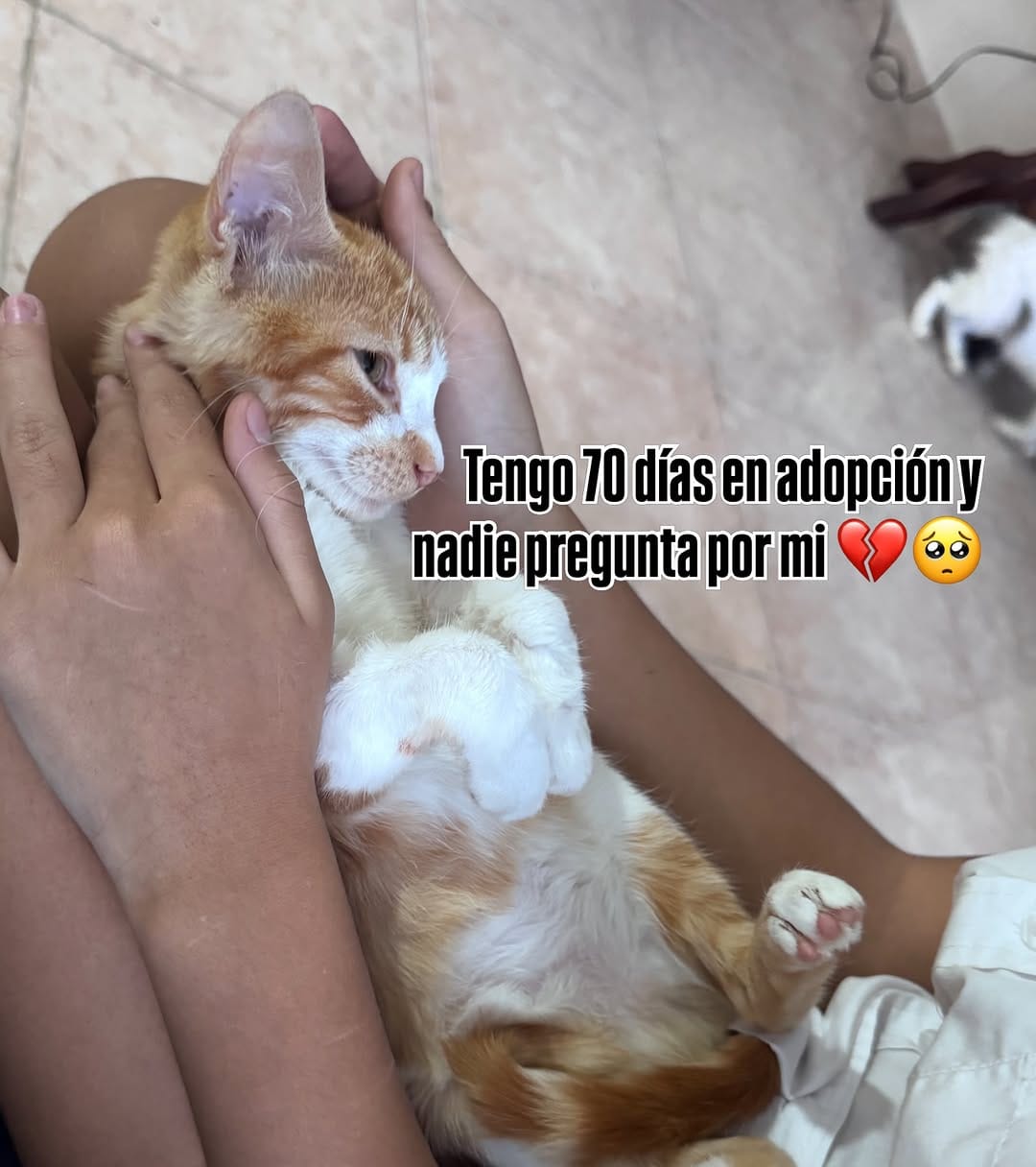 Post 8 by Adopta un gato en Valencia, Venezuela on Instagram (carousel)