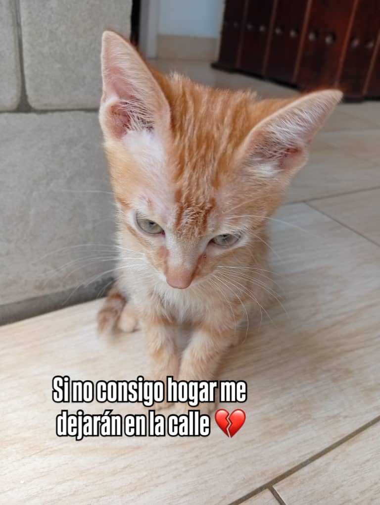 Post 6 by Adopta un gato en Valencia, Venezuela on Instagram (carousel)